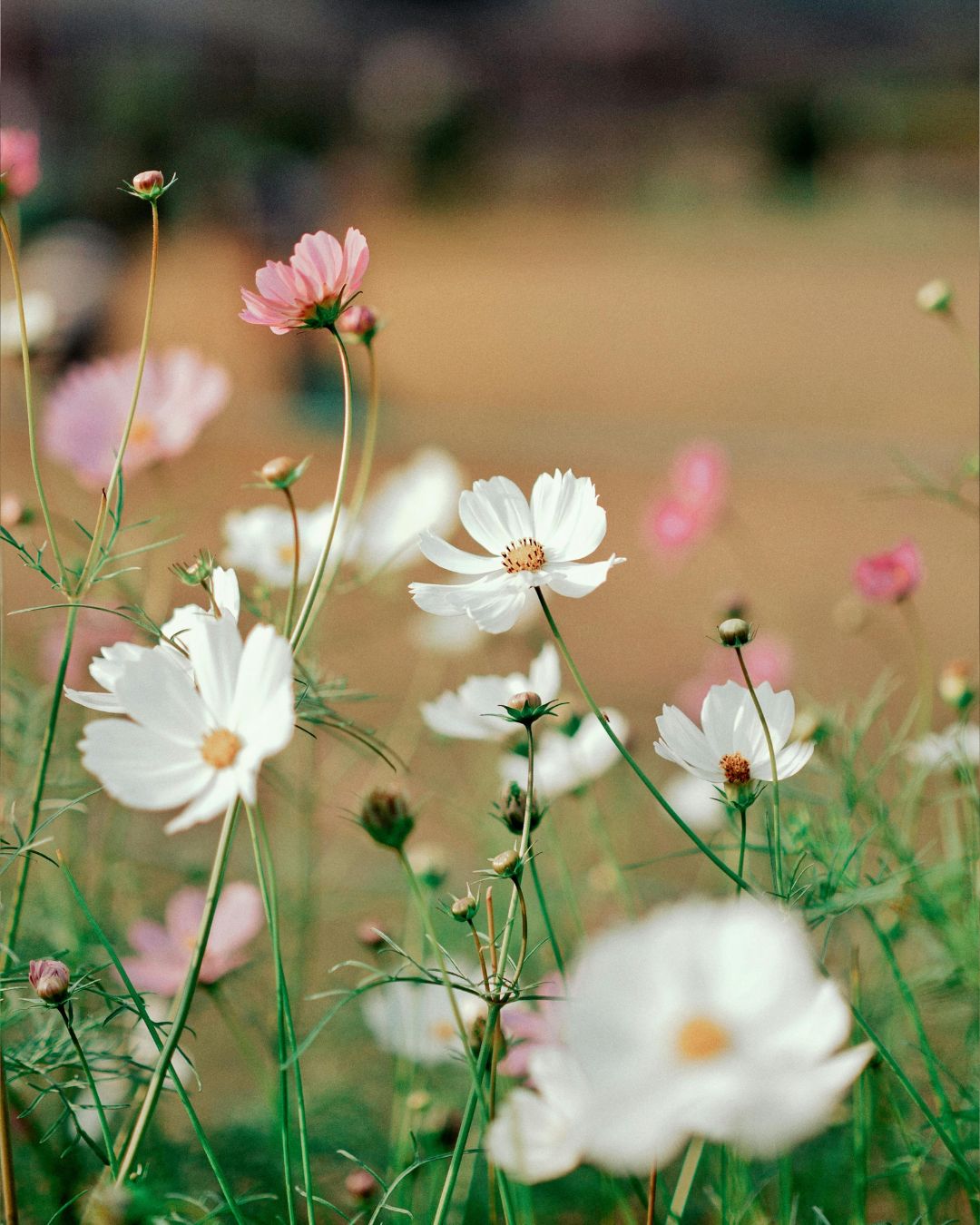 Nature & fleurs